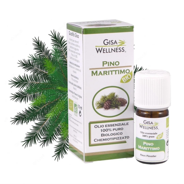 Obmorski bor (Pinus pinaster) BIO - 10ml